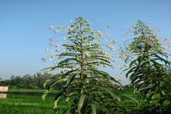 Clerodendrum indicum